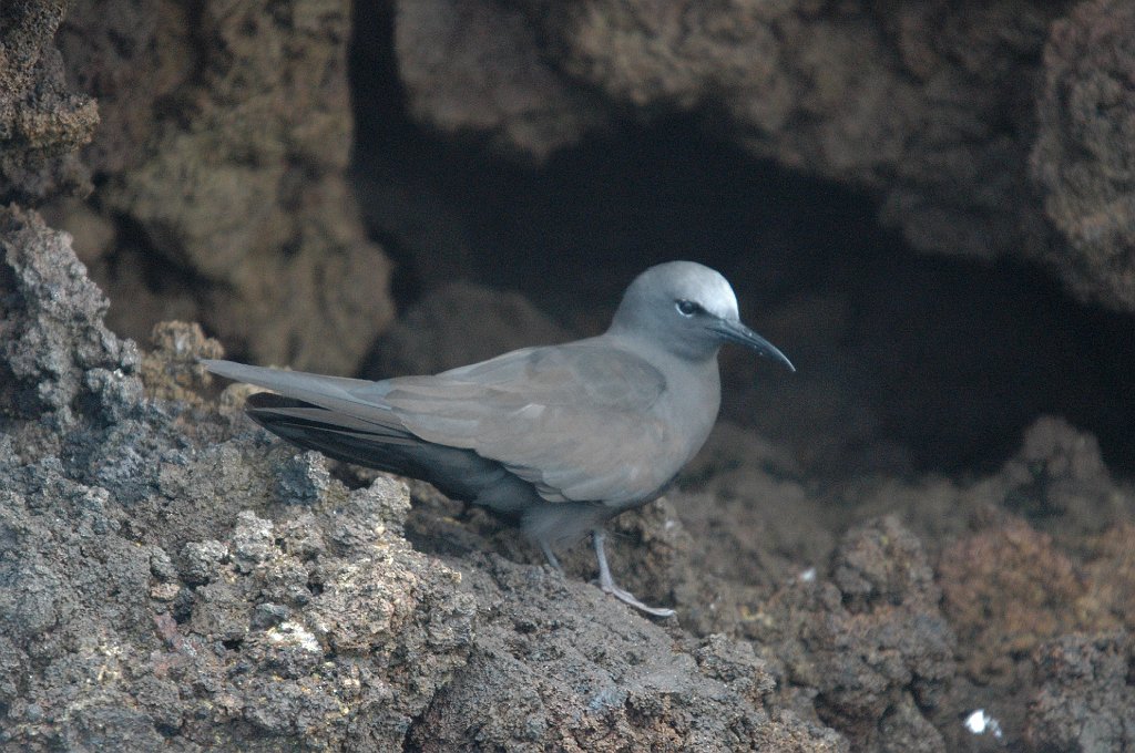 Noddy, Brown, 2004-11014508.JPG - Brown Noddy, Galapagos, 1994